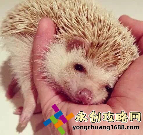 精靈公主：奇幻冒險(xiǎn)背后的深刻寓意與文化傳承